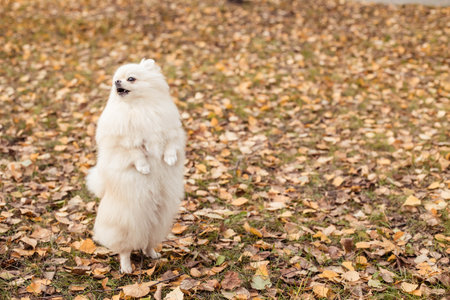 Funny white Pomeranian puppy standing on its hind legs in autumn park, copy space
