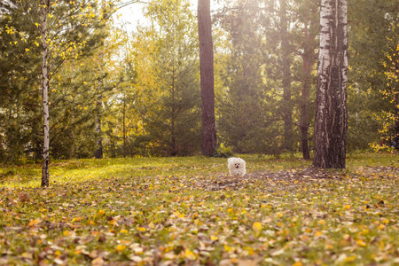 Funny little Pomeranian dog running through an autumn park, copy spaceの写真素材