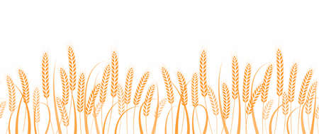 Ears of wheat in field horizontal border seamless patternのイラスト素材