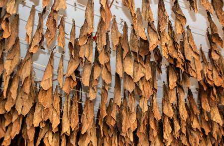 Manufacture of tobaccoの写真素材