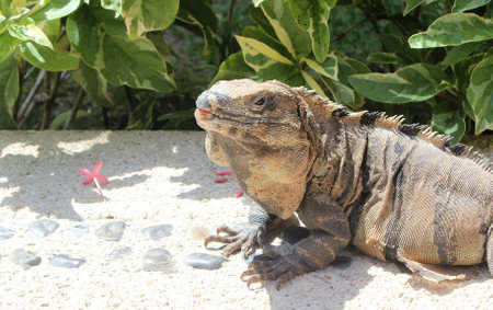 Iguana in the sunの写真素材