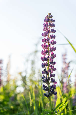lupins at sunset with backlightの写真素材