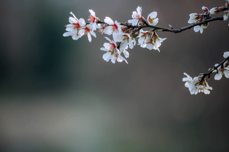 A branch of a blossoming tree with white flowers. The beginning of spring. Spring concept.の写真素材