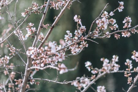 A branch of a flowering tree with white flowers.