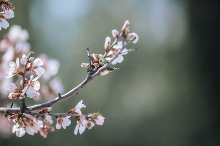 A branch of a flowering tree with white flowers.の写真素材
