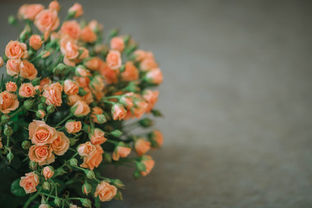 Bouquet of roses of coral color on a blue background.の写真素材