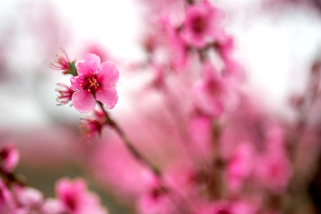 Beautiful cherry blossom sakura in spring time .の写真素材