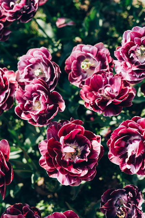 A group of pink tulips in the park. Spring postcard background.