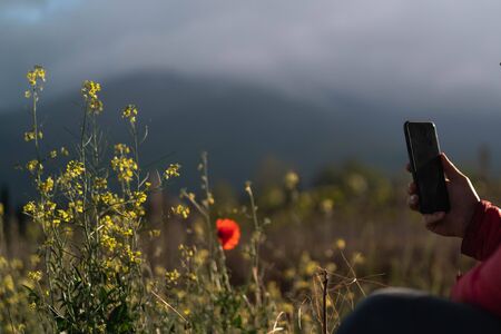 Hand with smartphone photographs poppy flower in the field. Spring concept.
