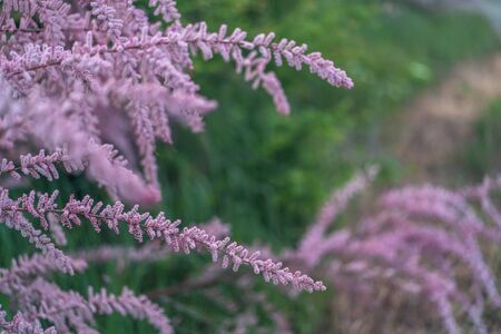 Flowering branches of tamarix in early summer or late spring. Warm season.の写真素材