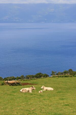 cows on grassの写真素材