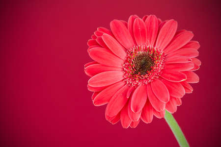 gerbera on red backgroundの写真素材