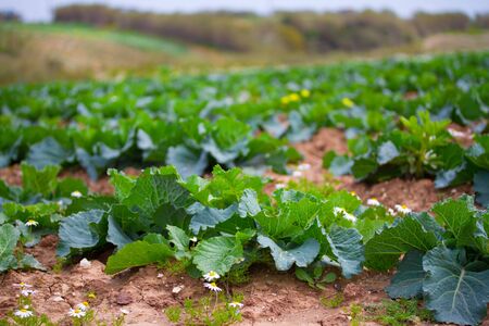 cabbage on fieldの写真素材