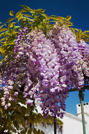 beautiful flowers in garden with blue skyの写真素材