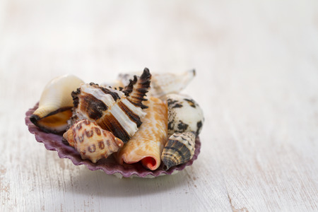 sea shell white wooden background