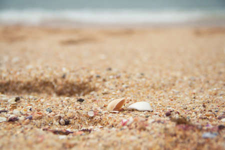 sea shell backgroundの写真素材