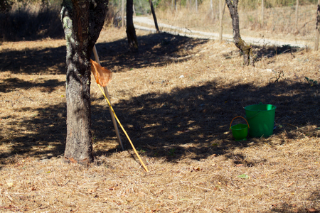 catching fruitsの写真素材