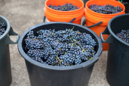 fresh dark grapes in big bucket