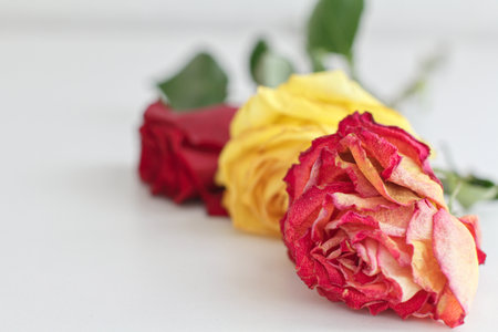 Red and yellow roses on white wooden background, shallow depth of fieldの写真素材
