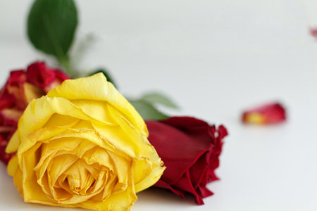 Bouquet of red and yellow roses on a white background.の写真素材