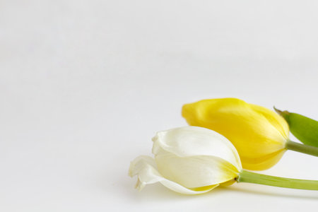 Yellow and white tulips on a white background with space for textの写真素材