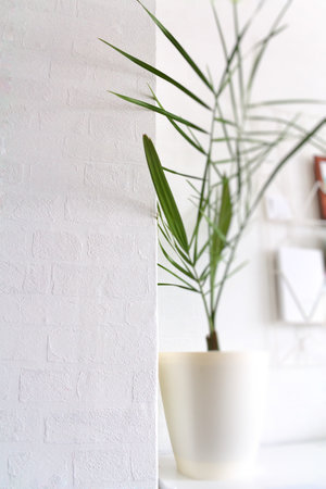 Green palm leaf in a white vase on a white wall backgroundの写真素材