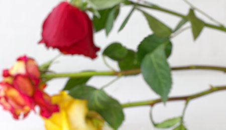 Female hand holding yellow and red rose on white background, closeupの写真素材
