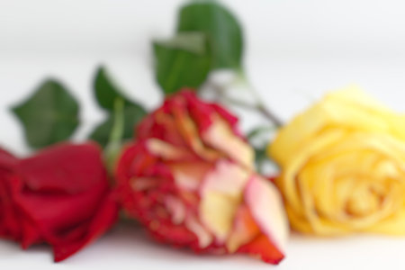 Red and yellow roses on a white background, shallow depth of fieldの写真素材