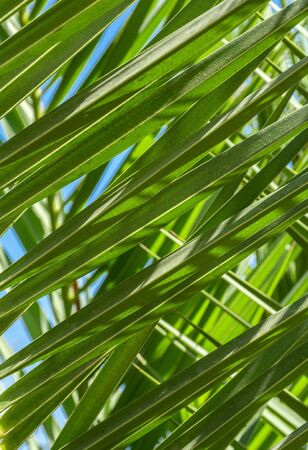 Nature background. Palm leavesの写真素材