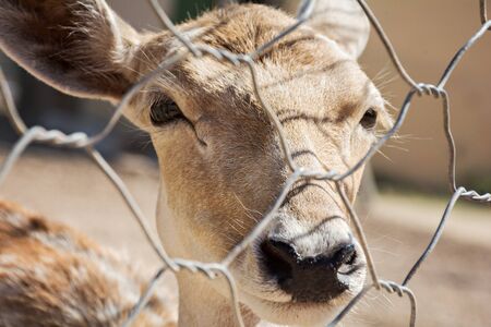 Young gazelle behind the fence bars. close-upの写真素材