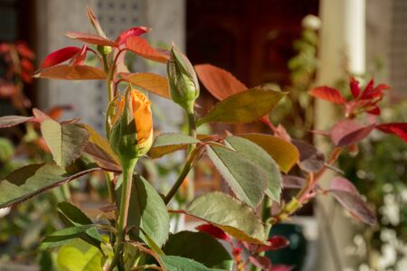 foliageの写真素材