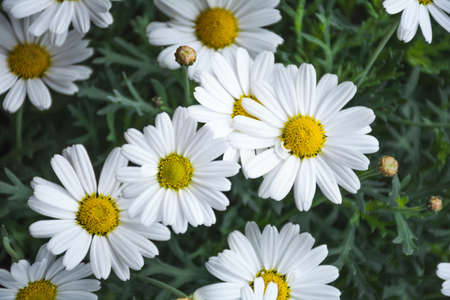 Wild chamomile flowers (MatricÃ¡ria) Beautiful nature scene with blooming medical chamomiles....
