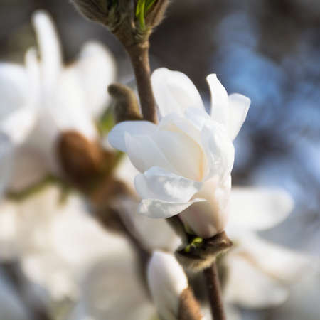 white magnolia flowers close up macro. magnolia blossoms in the spring against the blue sky. Beautiful bright colorful artistic image of springの写真素材