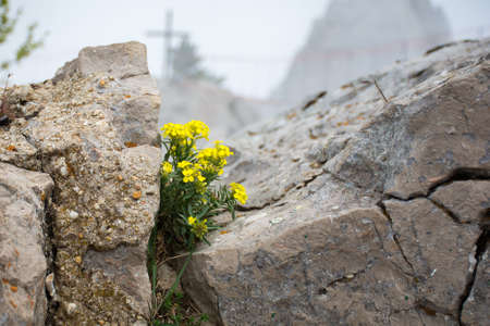 Medicinal plant Potentilla fragarioides A small yellow flower grows on rocks. Desire for life and overcoming complexity.の写真素材