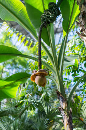 Japanese banana Musa basjoo, Herbaceous plant, flower with fruits.Bright, sunny dayの写真素材