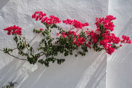 Bougainville. Flowering. A beautiful graceful branch with red flowers on a white wall. Abstract background for design, patterns, greeting card, ornaments.の写真素材