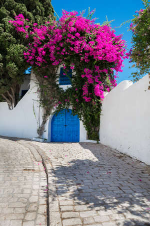 Tunisia. Sidi Bou Said. View of the white wall with a blue door and a window covered with a bush of flowering bougainvilleaの写真素材