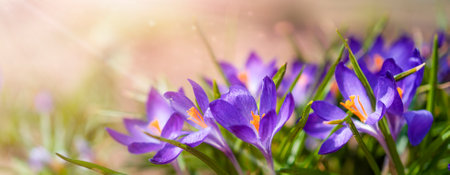 Close-up card with purple spring flowers in the sunの写真素材
