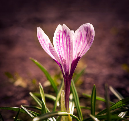 Purple flower on brown background in natureの写真素材