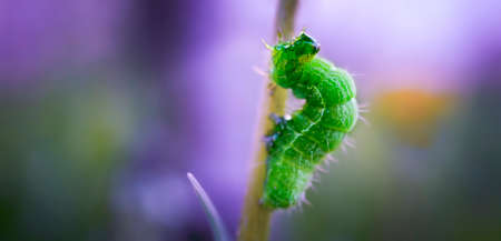 Large green caterpillar crawling macro photography with blurred background and copy space