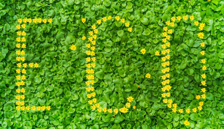 Ecological concept of yellow flowers on green grassの写真素材