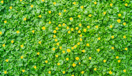 Blooming nature background with a heart made of flowers in a meadowの写真素材