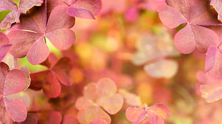 Natural background with pink clover and copy spaceの写真素材