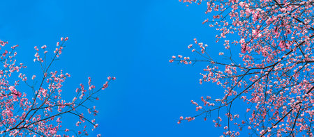 Banner with a flowering pink tree and a copy space in the blue skyの写真素材
