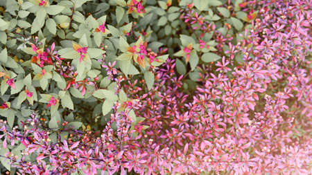 Natural floral background with pink flowers and green leaves top viewの写真素材