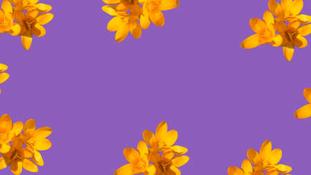 Yellow flowers on a purple background in the form of a frameの写真素材
