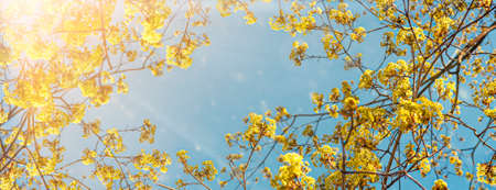 A beautiful yellow flowering tree in blue sky background,, bottom viewの写真素材
