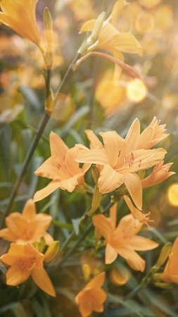 Orange flowers in nature upright photo close-upの写真素材