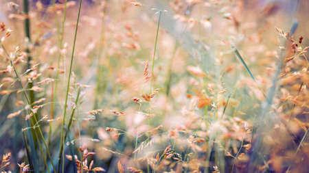 Natural beautiful background with grass and soft focus. Beautiful golden grass in the meadow in the morning at dawnの写真素材