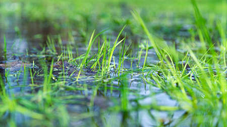 Grass in water natural forest background.Swamp background.の写真素材